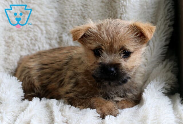 Winnie Cairn Terrier3 image