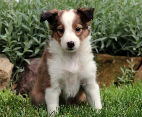 Fluffy sable and white Sheltie puppy sitting upright on fresh green grass with a backdrop of garden greenery and large stone.