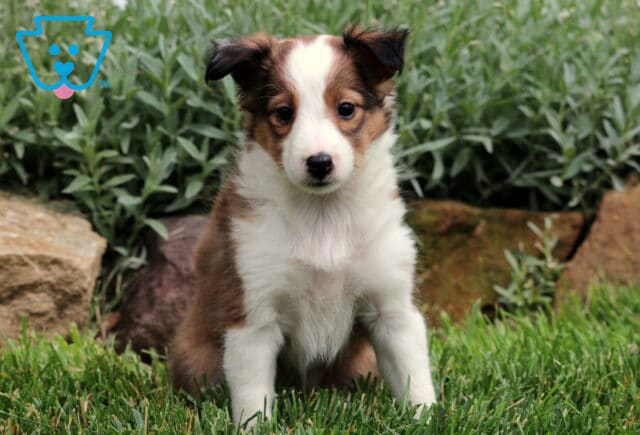 Fluffy sable and white Sheltie puppy sitting upright on fresh green grass with a backdrop of garden greenery and large stone. image