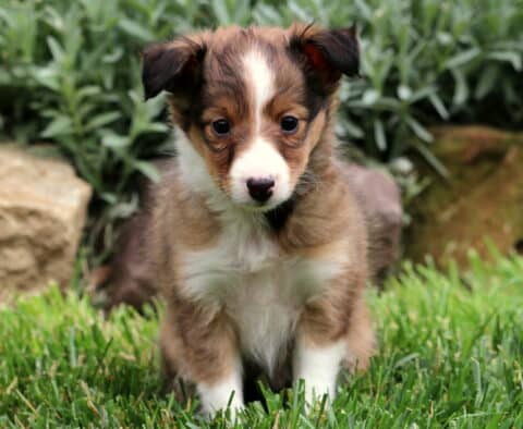 Shy-looking Sheltie puppy with a soft sable and white coat standing in green grass, surrounded by garden plants and natural stone edging.