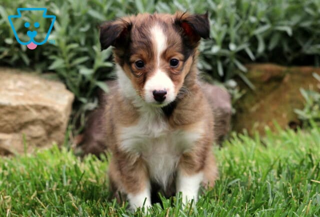 Shy-looking Sheltie puppy with a soft sable and white coat standing in green grass, surrounded by garden plants and natural stone edging. image