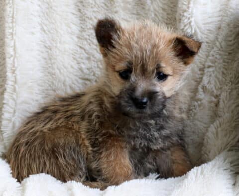 Wish Cairn Terrier