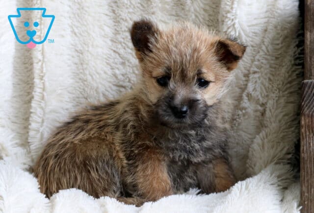 Wish Cairn Terrier image
