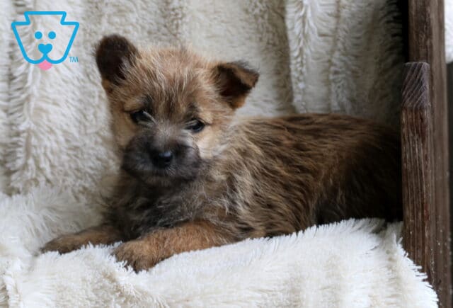 Wish Cairn Terrier2 image