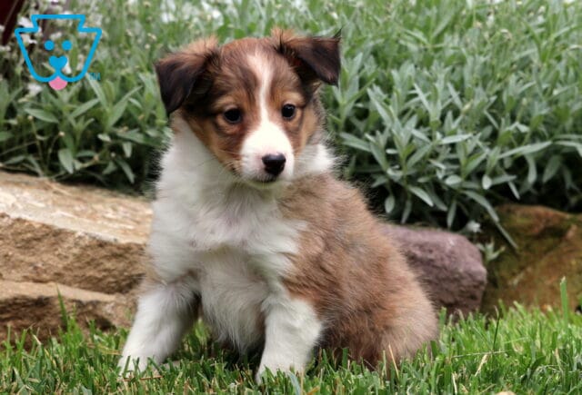 Adorable Sheltie puppy with a fluffy sable and white coat sitting on green grass near a rock border and leafy plants. image