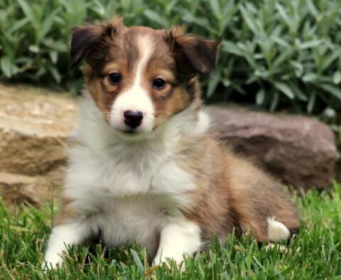 Sweet Sheltie puppy with a white chest and sable fur lounging on green grass beside a stone border and garden plants.