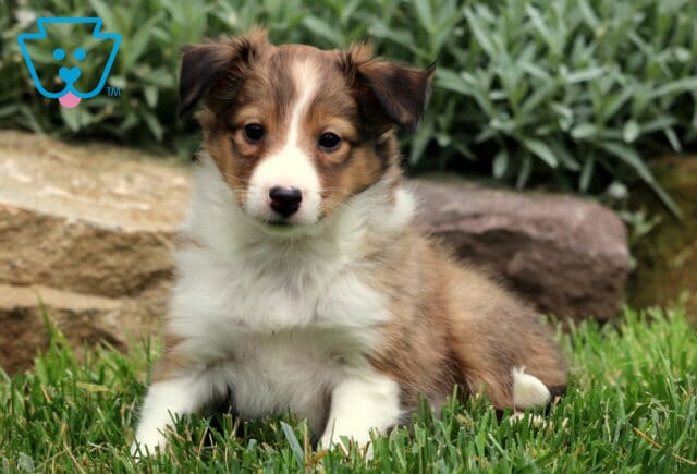 Sweet Sheltie puppy with a white chest and sable fur lounging on green grass beside a stone border and garden plants. image