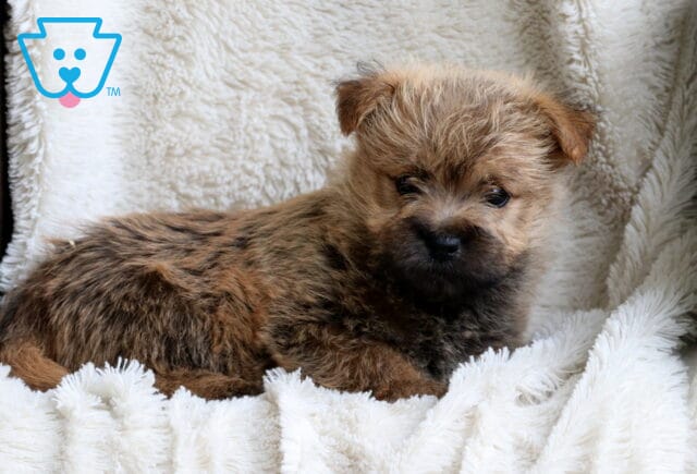 Woods Cairn Terrier image