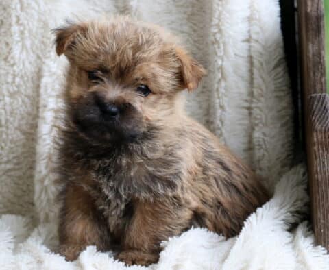 Woods Cairn Terrier2