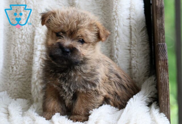 Woods Cairn Terrier2 image
