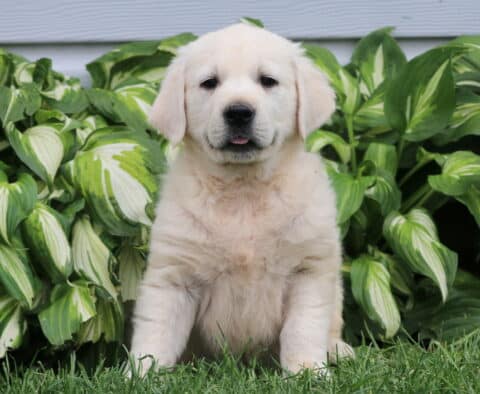 Zango Eng Cream Golden
