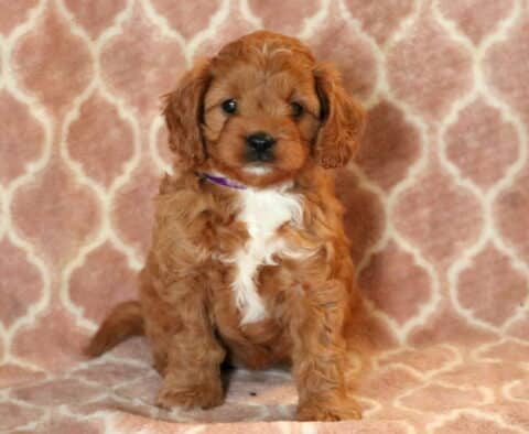 Zara Cavapoo-001