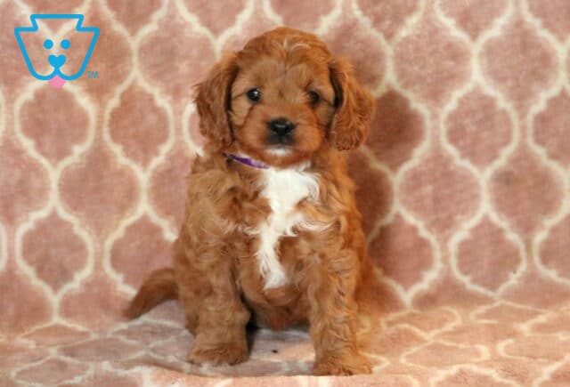 Zara Cavapoo-001 image