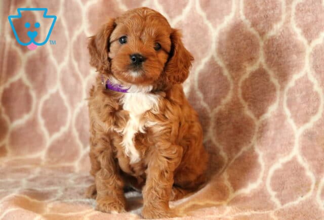 Zara Cavapoo2-001 image