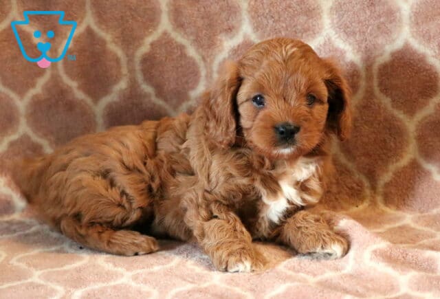 Zara Cavapoo3-001 image