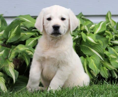 Zeus Eng Cream Golden