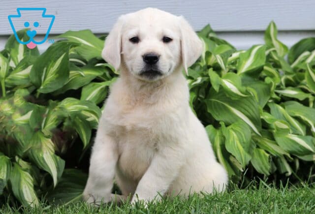 Zeus Eng Cream Golden image