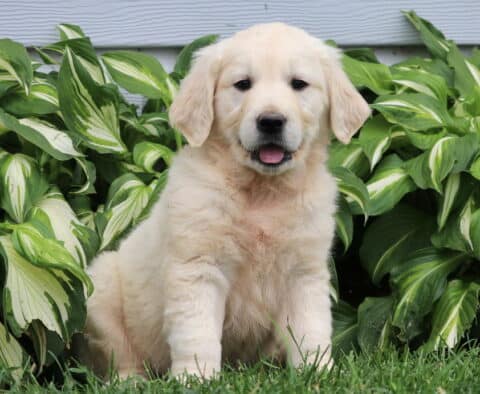 Ziggy Eng Cream Golden