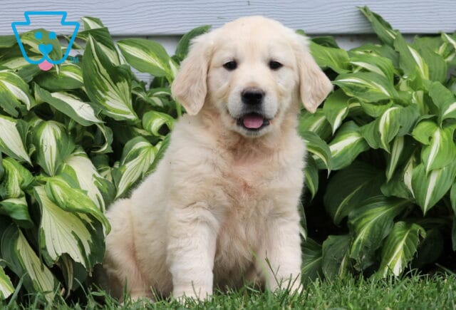 Ziggy Eng Cream Golden image