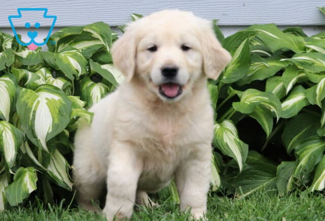 Ziggy Eng Cream Golden2 image