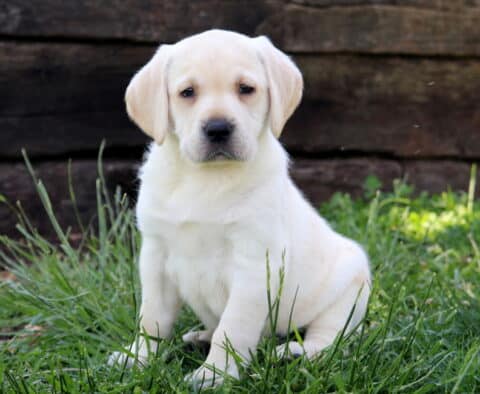 rex Lab