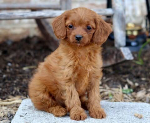 Abby Cavapoo