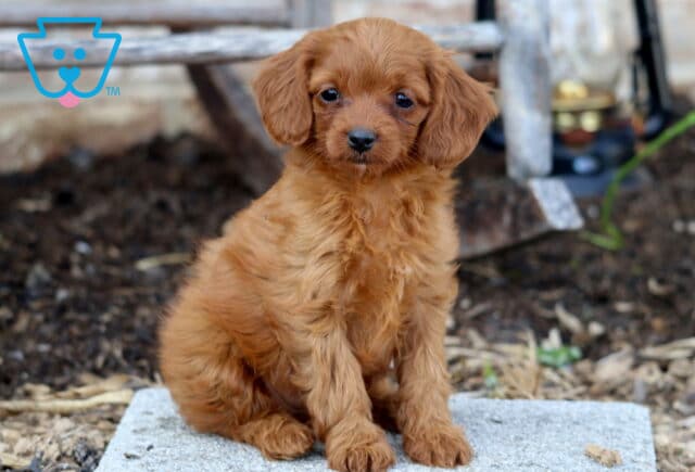 A playful Cavapoo puppy with a soft apricot coat and slightly wavy fur sits on a stone slab, giving a curious look with its big, dark eyes. image