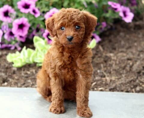 Abigail Mini Poodle