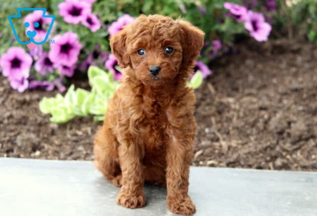 Abigail Mini Poodle image