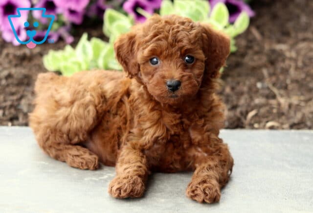 Abigail Mini Poodle2 image