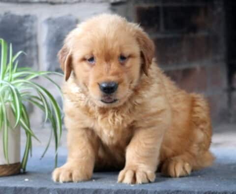 Ace Golden Retriever