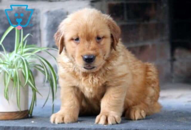 Fluffy Golden Retriever puppy with a soft golden coat sits beside a spider plant, gazing forward with a calm expression against a stone and brick background. image