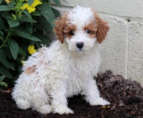 Addison Mini Poodle
