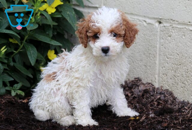 Addison Mini Poodle image