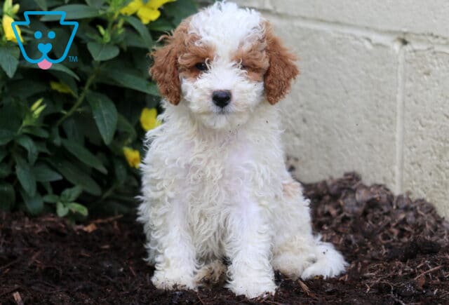 Addison Mini Poodle2 image