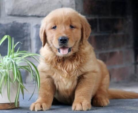 Alby Golden Retriever