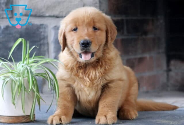 Alby Golden Retriever image