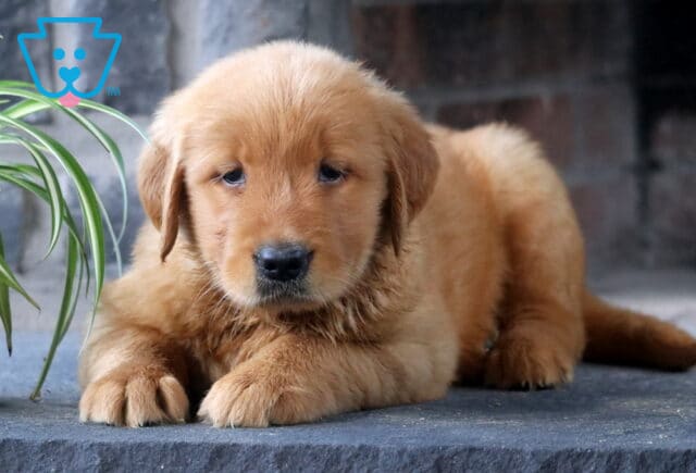 Alby Golden Retriever2 image