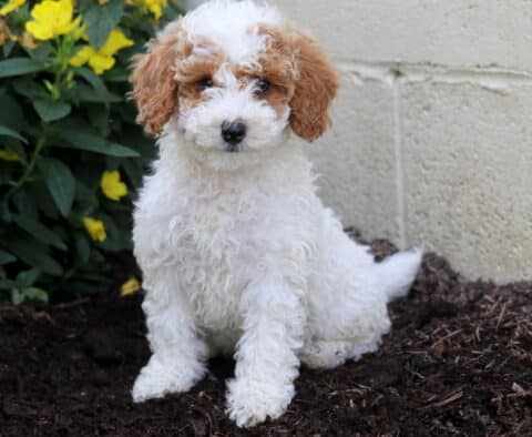 Alby Mini Poodle