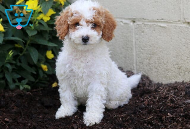 Alby Mini Poodle image