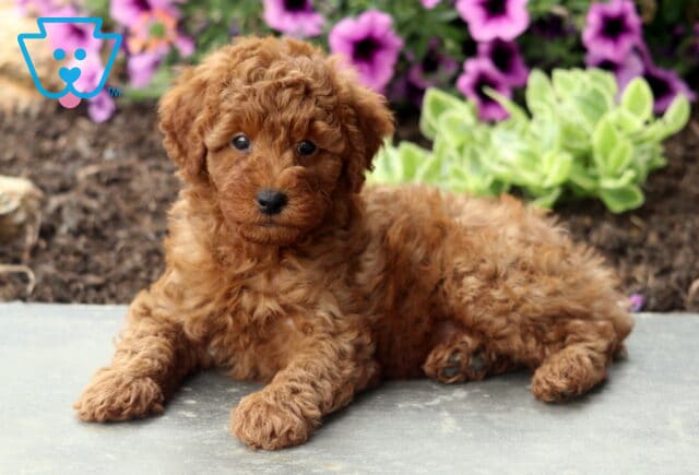 Alby Mini Poodle image