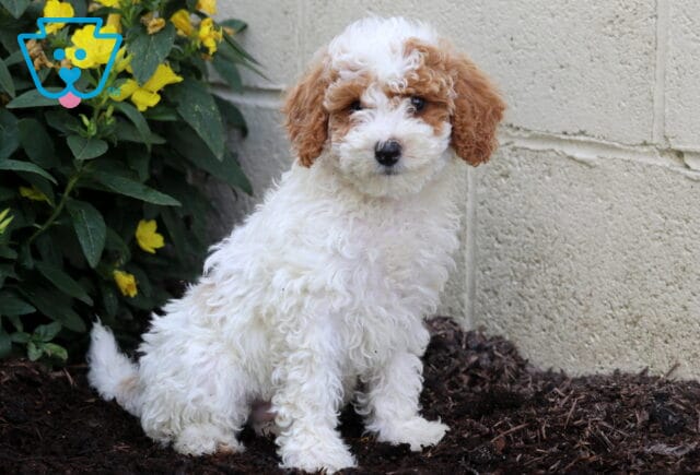 Alby Mini Poodle2 image