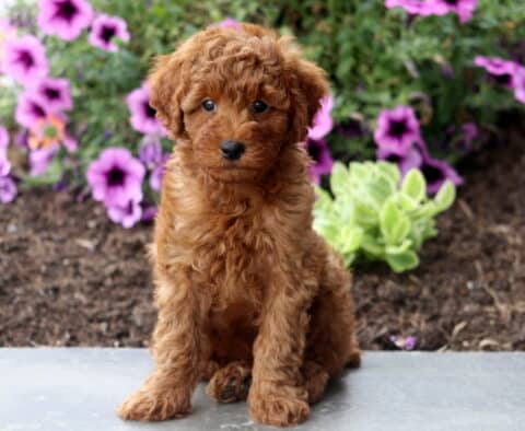 Alby Mini Poodle2