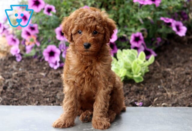 Alby Mini Poodle2 image