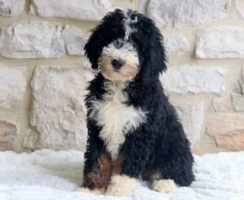 Alexa Mini Bernedoodle