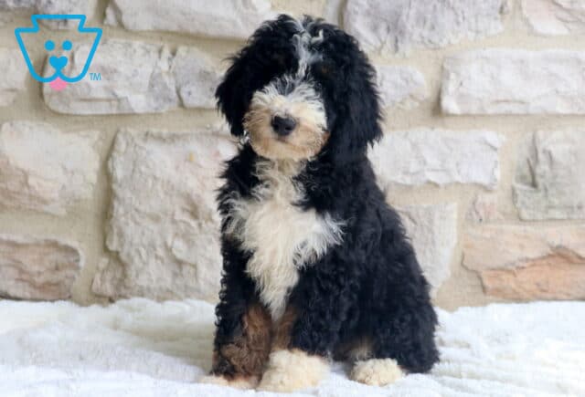 Alexa Mini Bernedoodle image