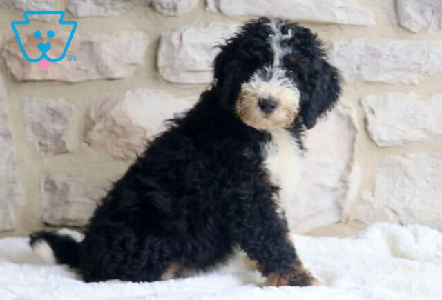 Alexa Mini Bernedoodle2 image