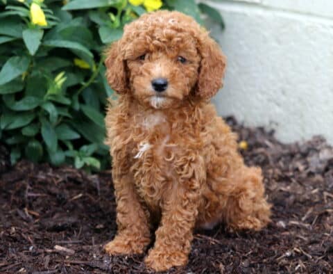 Alexa Mini Poodle