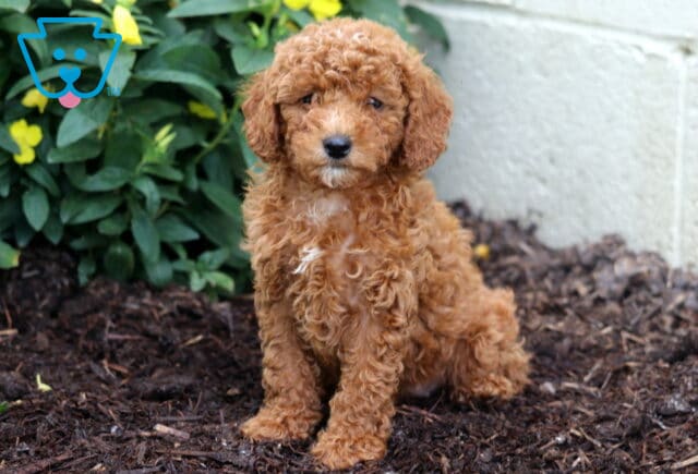 Alexa Mini Poodle image