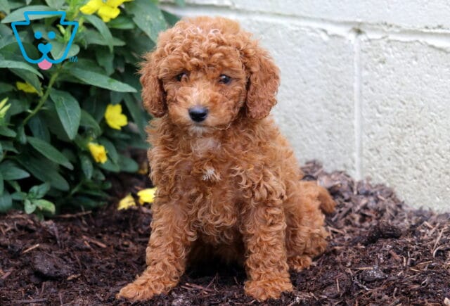 Alexa Mini Poodle2 image